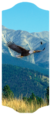 DARAY-C-130 Soaring Eagle Im Free